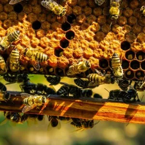 Best Honey In Ambala-Pansofic Mall